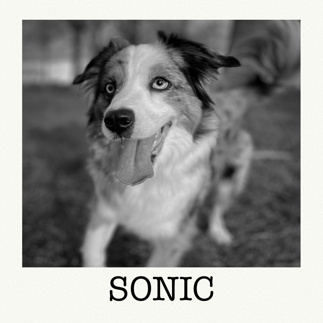 Sonic